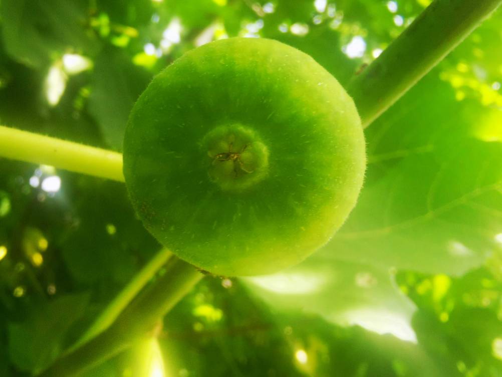 Feigenbaum im Test: Nahaufnahme einer Feige von unten am Baum.