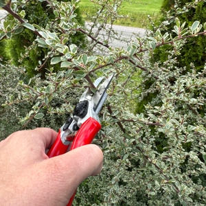 Eine Hand schneidet mit der Felco F-2 einen Ast durch