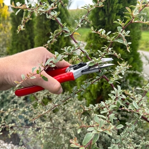 Ein Ast wird mit der Felco F-2 durchgeschnitten