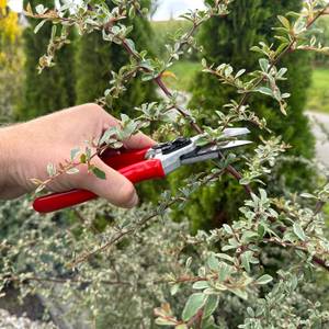 Ein Ast wird mit der Felco F-2 durchgeschnitten