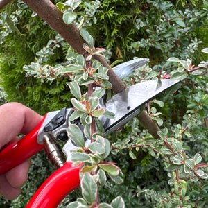 Mit der Felco F-2 wird ein Ast durchgeschnitten