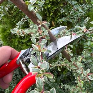 Mit der Felco F-2 wird ein Ast durchgeschnitten
