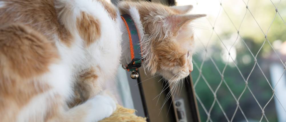 Fensterschutz-Katze-Test: Eine Katze sitzt auf einem Kratzbaum und schaut durch ein Katzenschutznetz nach draußen.