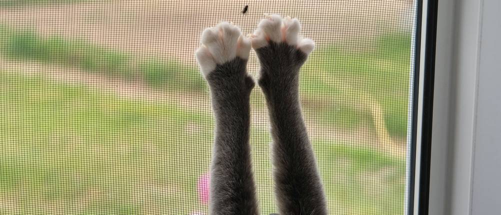 Fensterschutz-Katze-Test: Eine Katze krallt sich in den Insektenschutz eines Fensters.