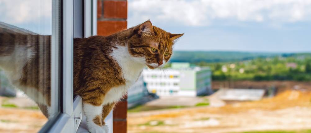 Fensterschutz-Katze-Test: Eine Katze steht in einem geöffneten Fenster.