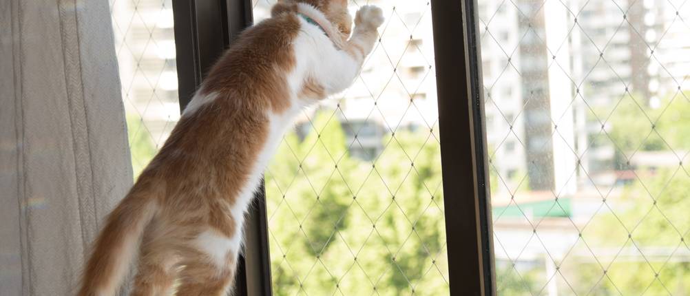 Fensterschutz-Katze-Test