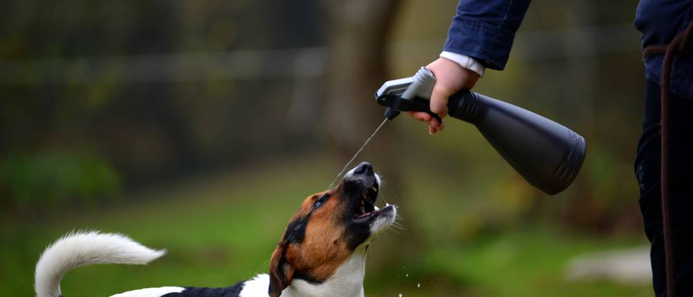 Hunde-Fernhaltespray im Test: Hier wird der Hund direkt mit dem Inhalt einer Sprühflasche angesprüht.