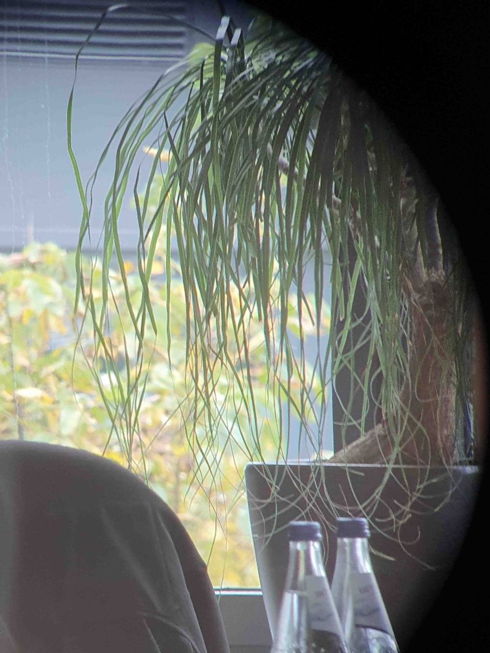 Blick durch das Fernrohr im Test auf eine Pflanze.