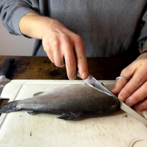 Ein Fisch wird mir dem Hoshano-Filetiermesser geschnitten.