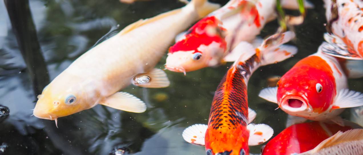 Fischfutterautomat Teich Top 10 Test & Vergleich
