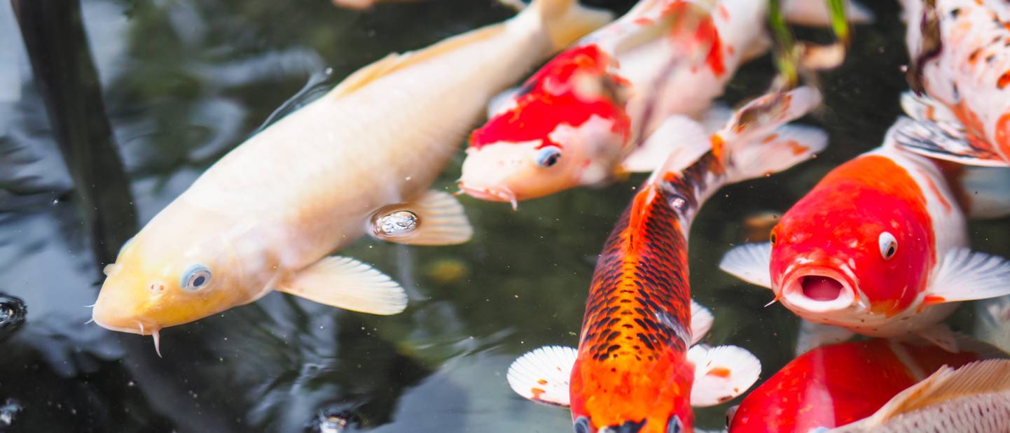 Fischfutterautomat Teich Top 10 Test & Vergleich