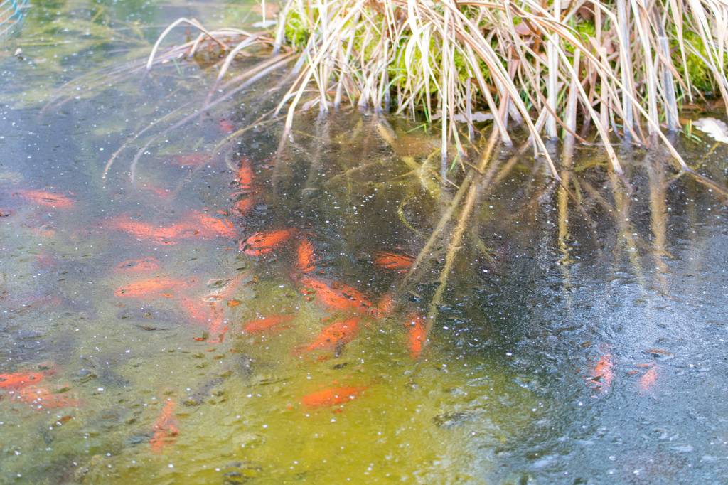 Koi-Fischteich mit Eisfreihalter im Test. Zugefrorener Teich mit orangefarbenen Koi-Fischen.