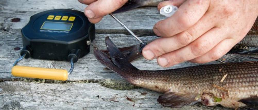 Fischwaage Test