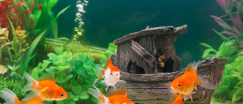 Fischzuchtbecken-Test