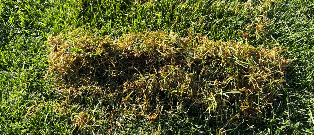 Ein Grashaufen liegt auf einer Grasfläche.