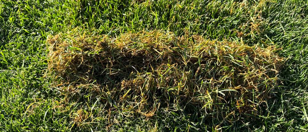 Ein Grashaufen liegt auf einer Grasfläche.