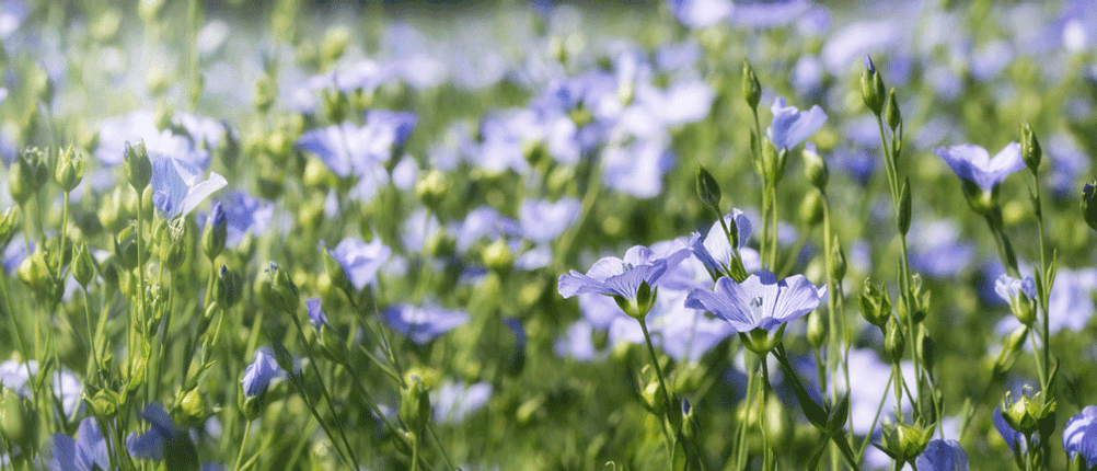 flachsfeld blüten