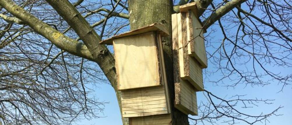 Fledermauskasten im Test: Zwei flache Kästen an einem Baum.
