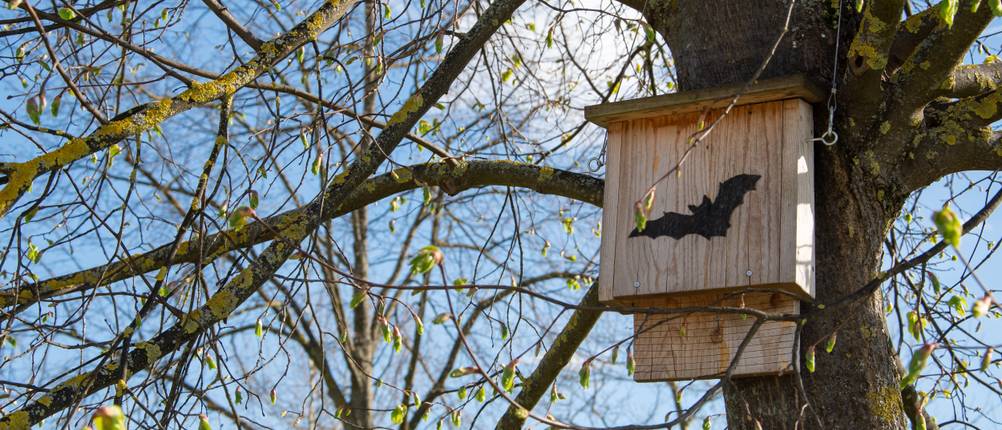 Fledermauskasten-Test: Ein Fledermauskasten hängt an einem Baum.