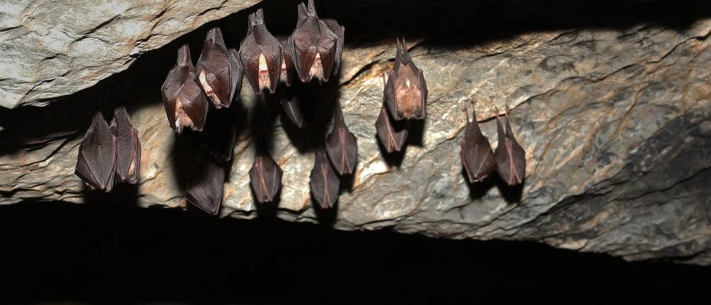 Fledermauskasten-Test: Viele Fledermäuse hängen kopfüber in einer dunklen Höhle.