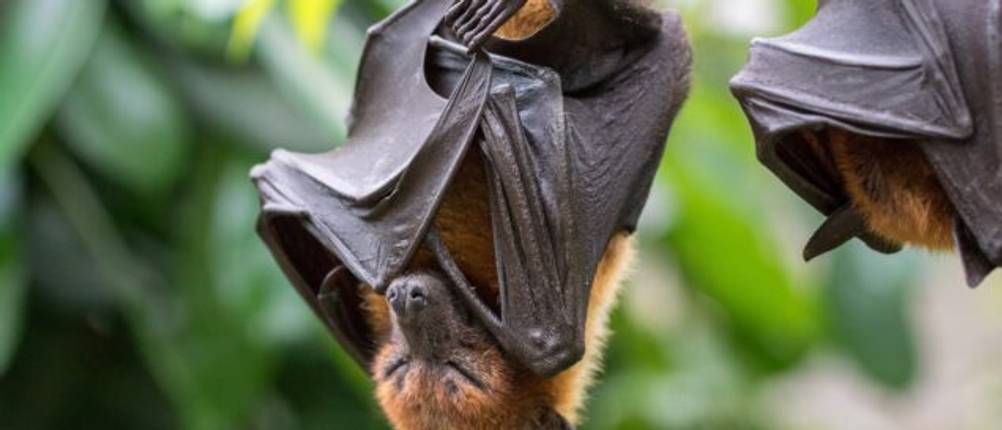 Fledermauskasten-Test: Eine Fledermaus schläft kopfüber.