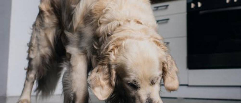 fleischeslust-hundefutter-test