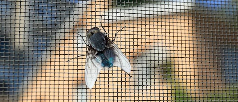 Fliegengitter-Meterware getestet: Nahaufnahme einer Fliege auf einem Fliegengitter.
