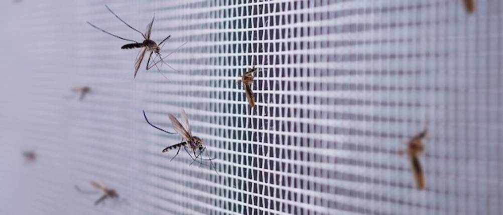 Fliegengitter als Meterware getestet: Mehrere Mücken sitzen auf einem Fliegengitter.