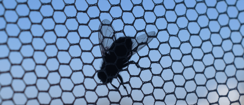 Im Fliegengitter Test zeigen wir Ihnen die Schutzmaßnahmen gegen Insekten.