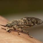 fliegenspray-pferd-stiftung-warentest