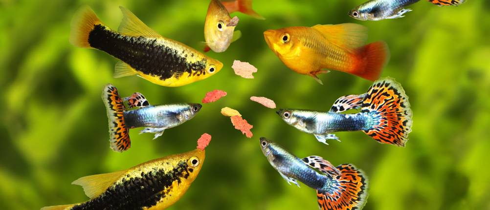 mehrere Guppys beim Fressen