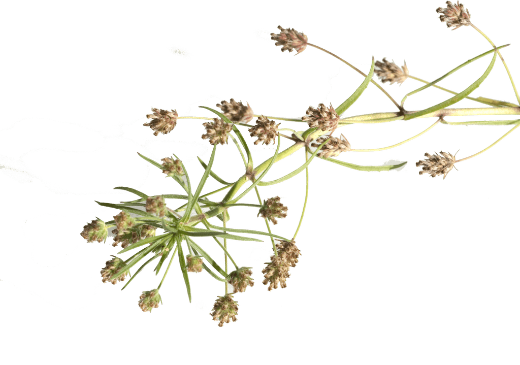 flohsamen-pflanze