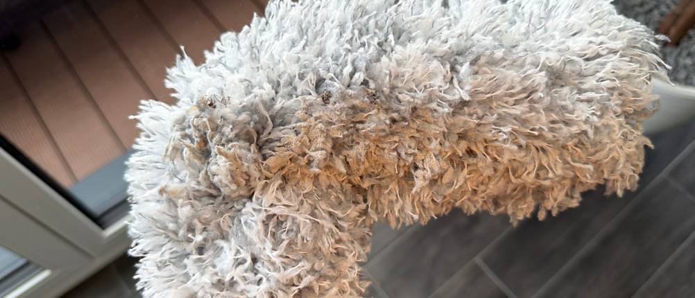 Der Fogray-Staubwedel ist eingeknickt.