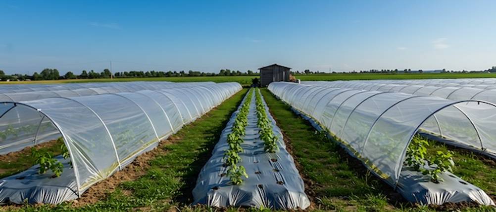 Folientunnel-Test in der Landwirtschaft: Blick auf Agrarflächen mit Folientunneln.