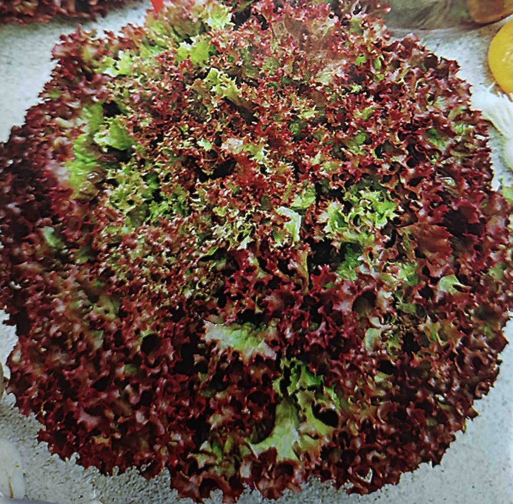 Getestete Gemüsesamen in der Tüte, auf der ein Pflücksalat zu sehen ist.