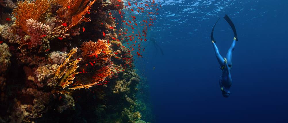 Ein Freitaucher oder auch Freediver beim Apnoetauchen: Tauchen ohne Atemregler und nur mit Luftanhalten