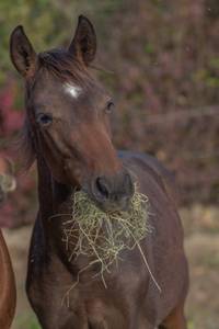 Leichtfuttrige Pferde ohne Fressbremse neigen dazu, zu viel Heu zu fressen.