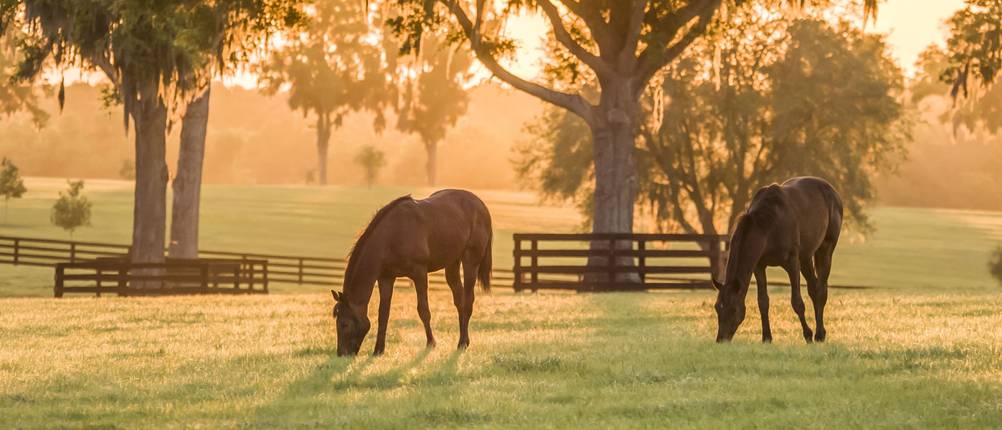 In Fressbremse-Pferd-Vergleichen wird besonders auf den Tragekomfort und die Verstellbarkeit geachtet.