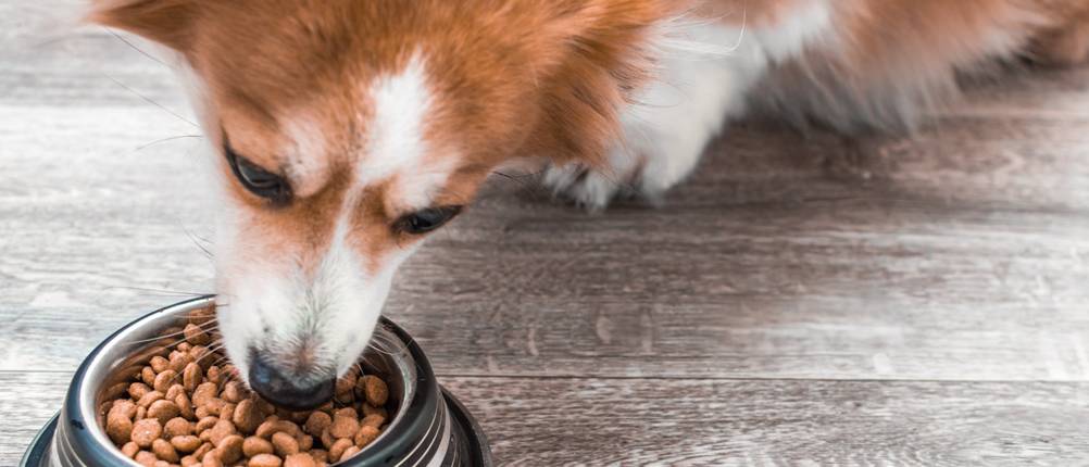 Frolic-Hundefutter-Test