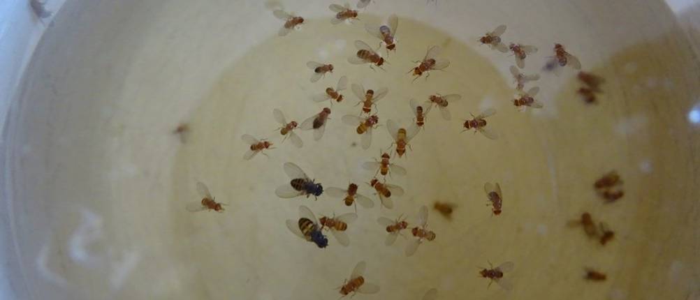 Fruchtfliegenfalle Test