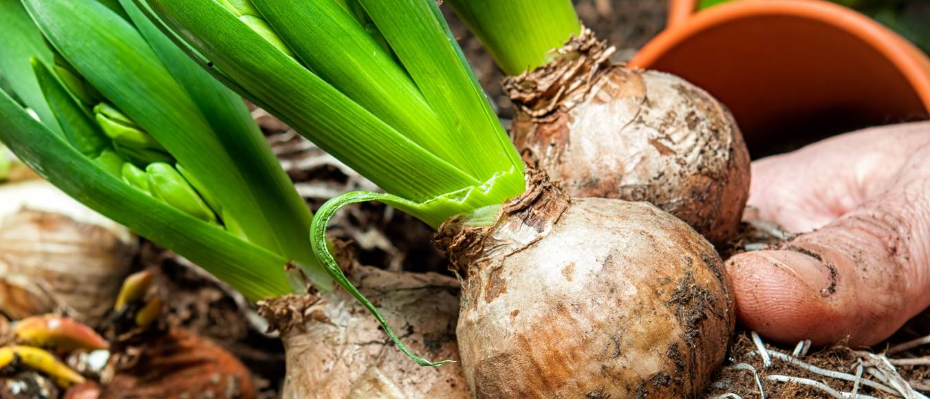 FrühblüherZwiebeln Test & Vergleich » Top 15 im Oktober 2024