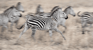 fujinon-objektiv-zebras-verwackelt