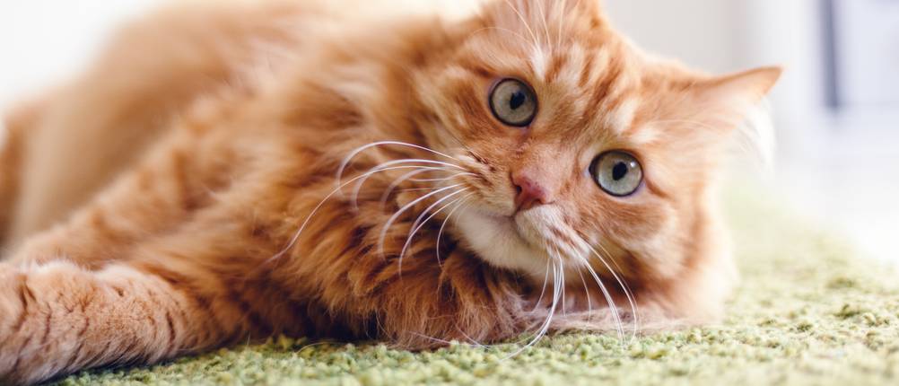 Fummelbrett Katze Test