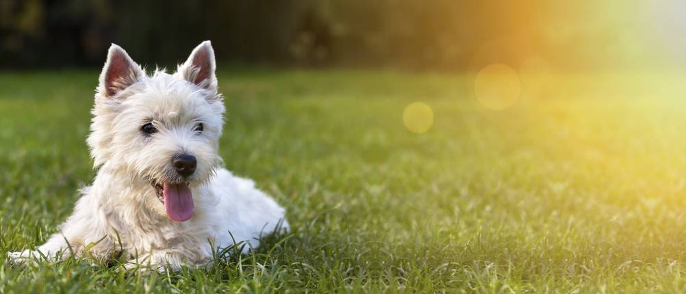 Futterbeutel-Hund-Test