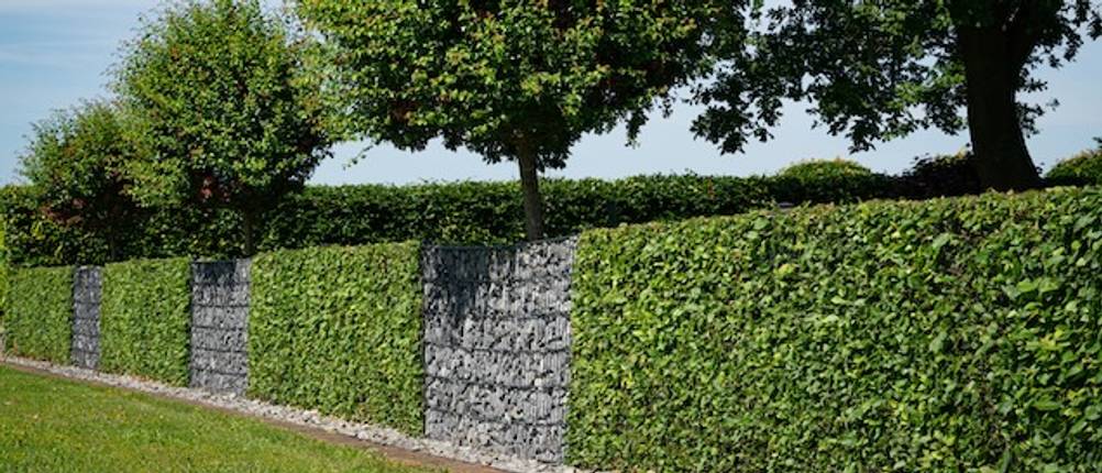 Gabionen-Test: Gabionen zwischen einer grünen Hecke vor Bäumen.