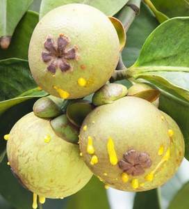 garcinia-cambogia-frucht