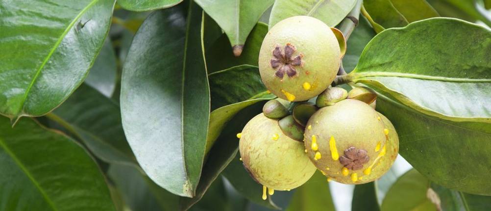 garcinia-cambogia-test-tree