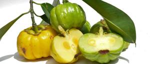 garcinia-cambogia-frucht