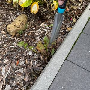 Der Gardena-EcoLine-Unkrautstecher (17702-20) wird angesetzt zum Ausstechen eines Unkrauts.