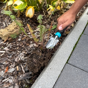 Unkraut wird mit dem Gardena-EcoLine-Unkrautstecher (17702-20) ausgestochen.